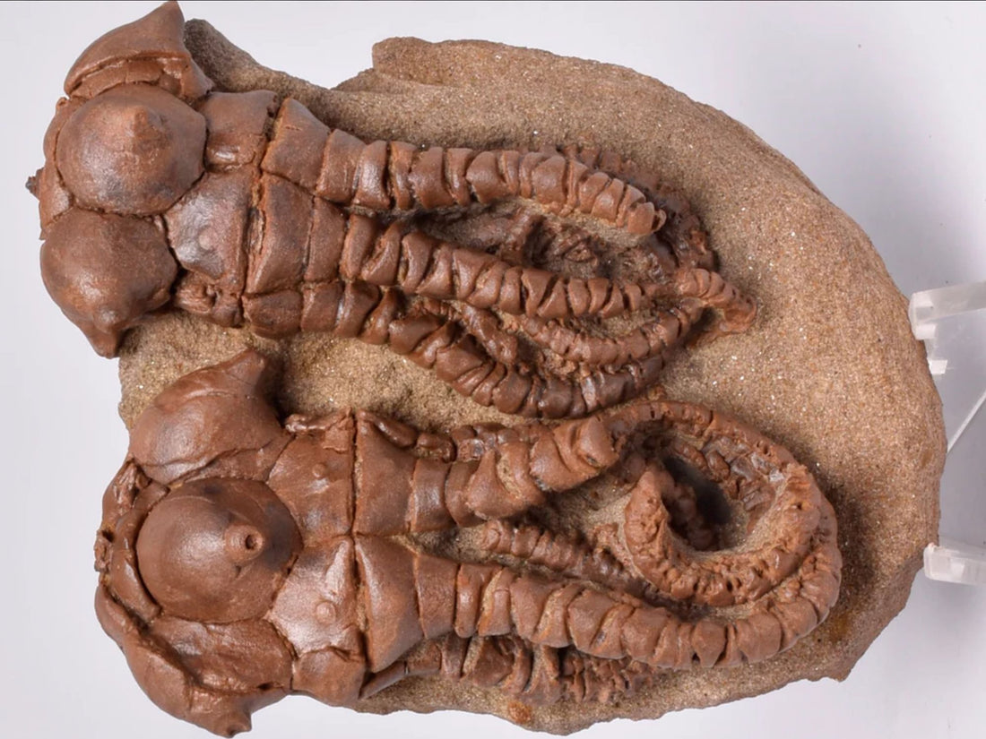 Unearthing the Past: The Crinoid Fossil Jimbacrinus bostocki in Western Australia