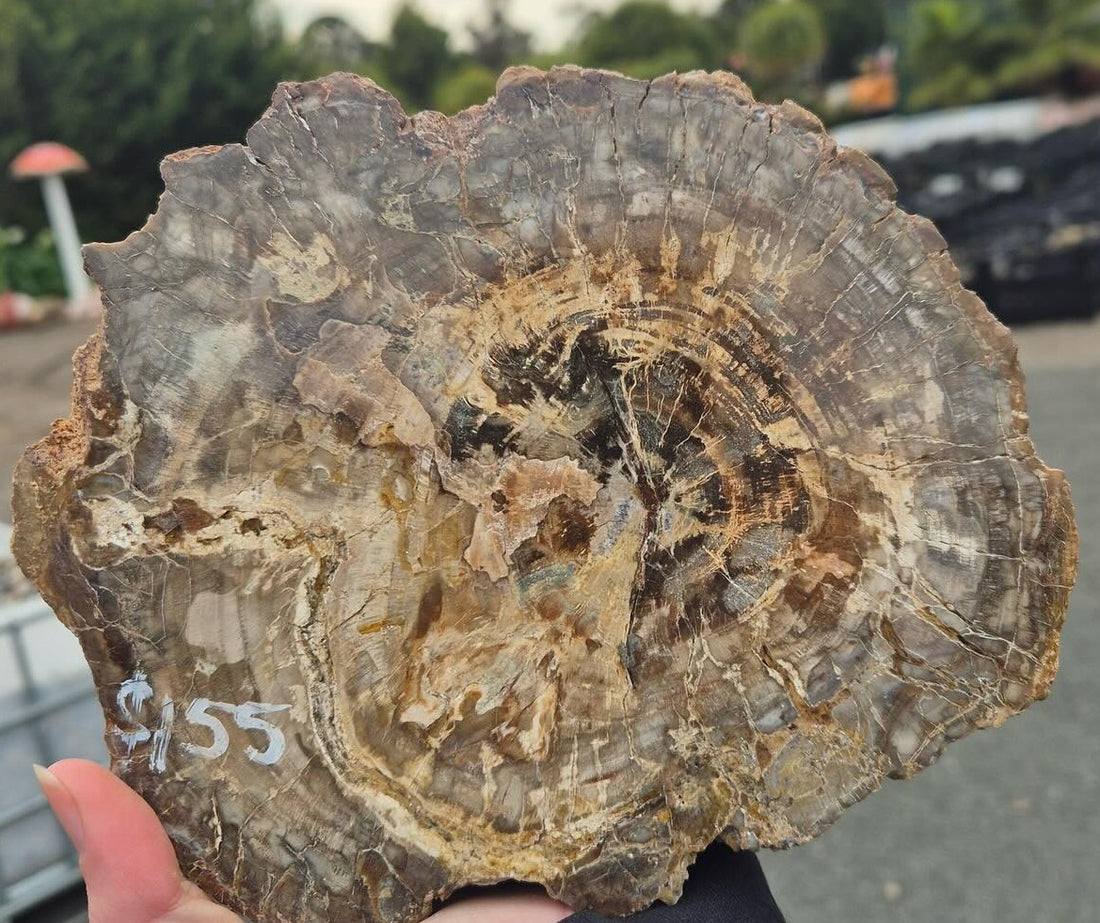 Fossilised Araucaria: Unearthing the Triassic Treasures of Madagascar