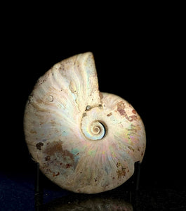 Unraveling the Spiral Mysteries: The Ammonite Fossils