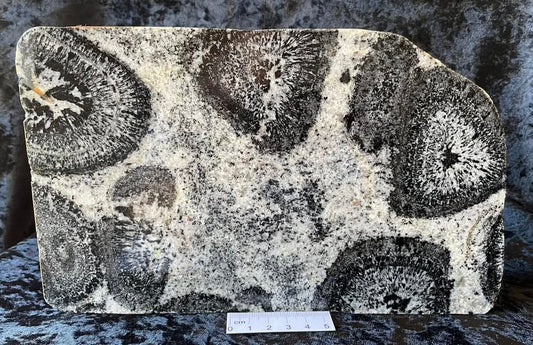 Fascinating Orbicular Granite from Mt Magnet, Western Australia