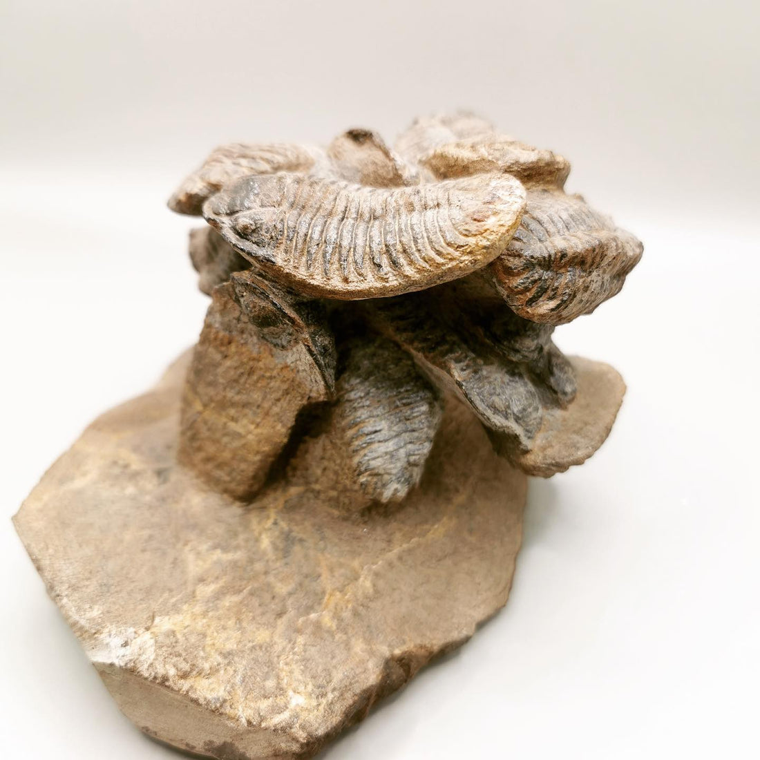 Trilobites of the Devonian -  The Anti-Atlas Mountains Legacy