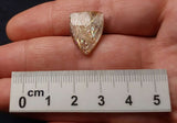 Rainbow Lattice Sunstone Cabochon - GLSC07