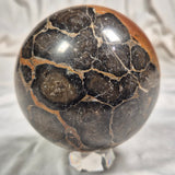 Boxonia Pertaknurra Stromatolite Polished Sphere ZSS003