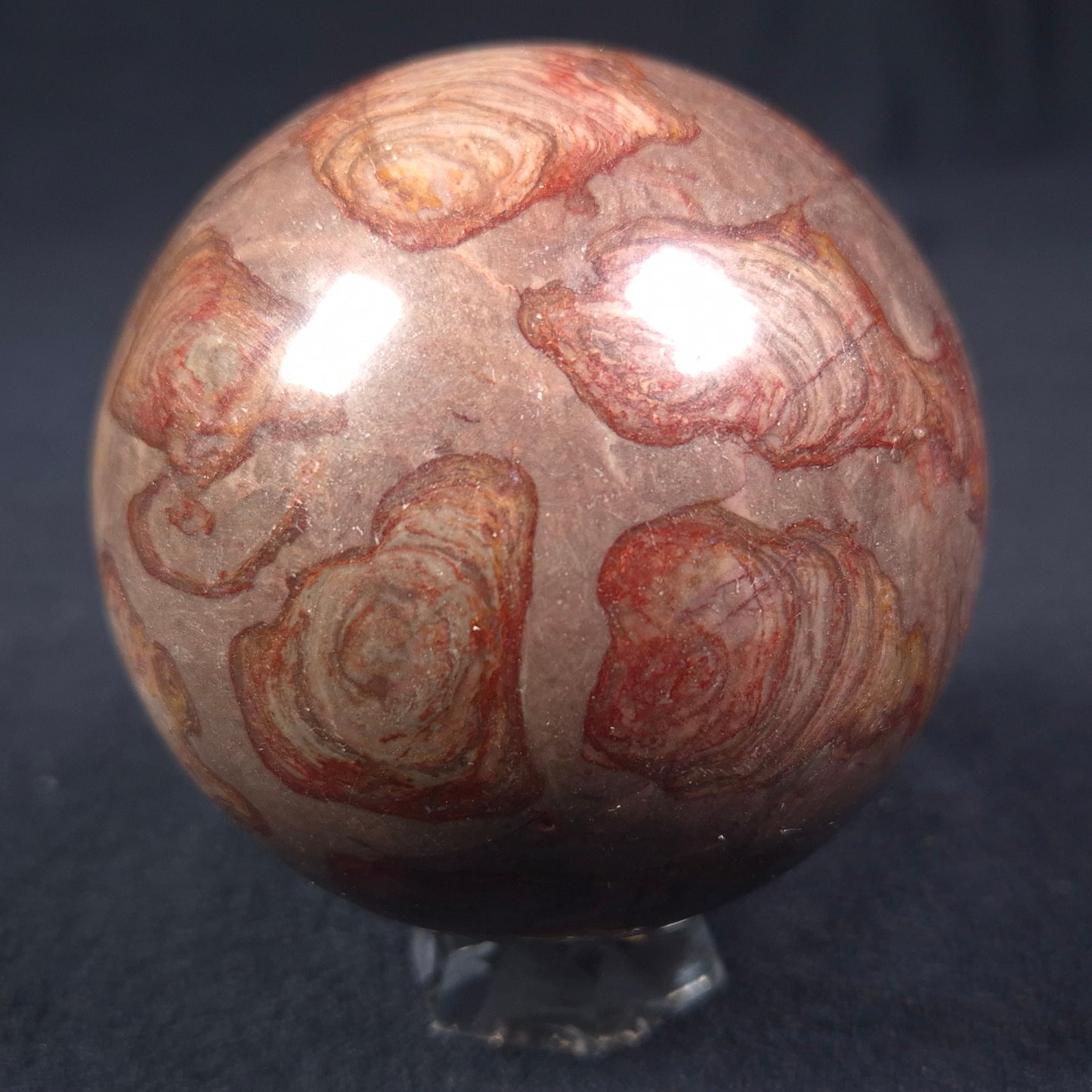 Linella Avis Stromatolite Polished Sphere ZSS010