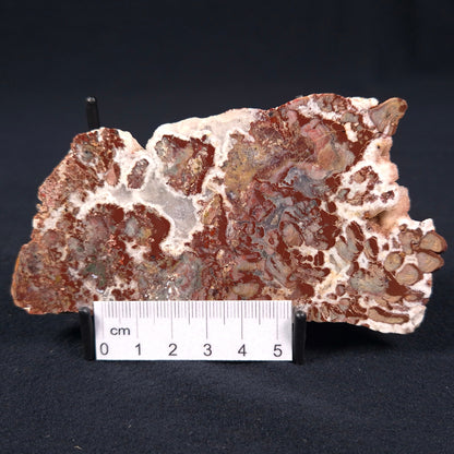 Madiganites Mawsoni Stromatolite Polished ZMM002