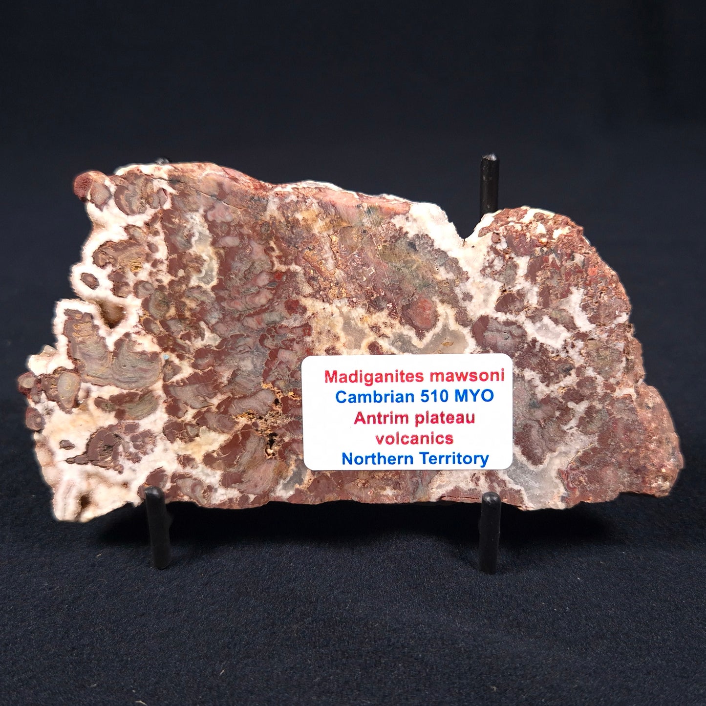 Madiganites Mawsoni Stromatolite Polished ZMM002