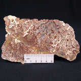 Madiganites Mawsoni Stromatolite Polished ZMM003