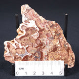 Madiganites Mawsoni Stromatolite Polished ZMM004