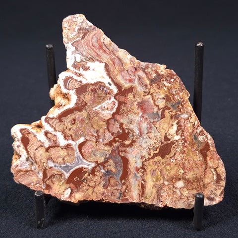 Madiganites Mawsoni Stromatolite Polished ZMM004