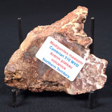 Madiganites Mawsoni Stromatolite Polished ZMM004