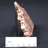 Madiganites Mawsoni Stromatolite Polished ZMM004