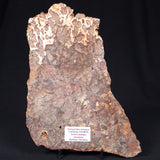 Madiganites Mawsoni Stromatolite Polished ZMM005