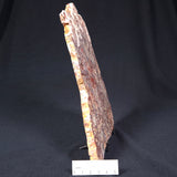 Madiganites Mawsoni Stromatolite Polished ZMM005