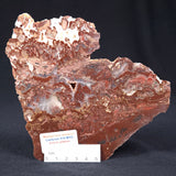 Madiganites Mawsoni Stromatolite Polished ZMM006