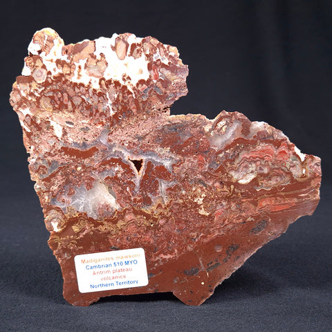 Madiganites Mawsoni Stromatolite Polished ZMM006