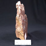 Madiganites Mawsoni Stromatolite Polished ZMM006