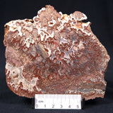 Madiganites Mawsoni Stromatolite Polished ZMM008