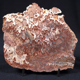 Madiganites Mawsoni Stromatolite Polished ZMM008