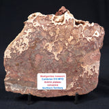 Madiganites Mawsoni Stromatolite Polished ZMM008