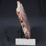 Madiganites Mawsoni Stromatolite Polished ZMM008