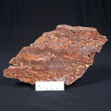 Madiganites Mawsoni Stromatolite Polished ZMM010