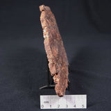 Madiganites Mawsoni Stromatolite Polished ZMM010