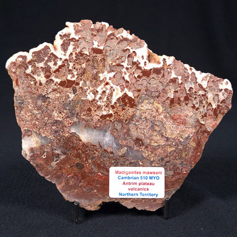 Madiganites Mawsoni Stromatolite Polished ZMM011