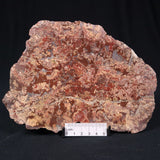 Madiganites Mawsoni Stromatolite Polished ZMM012