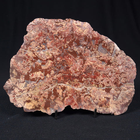 Madiganites Mawsoni Stromatolite Polished ZMM012