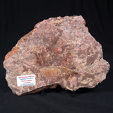 Madiganites Mawsoni Stromatolite Polished ZMM012