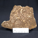 Kulparia Alicia Stromatolite Polished ZKA001