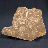 Kulparia Alicia Stromatolite Polished ZKA001