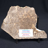 Kulparia Alicia Stromatolite Polished ZKA001