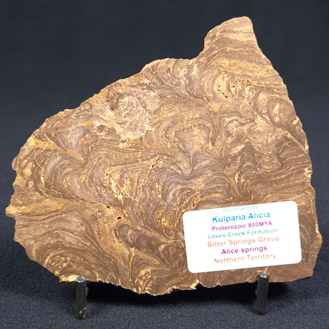 Kulparia Alicia Stromatolite Polished ZKA002