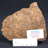 Kulparia Alicia Stromatolite Polished ZKA002