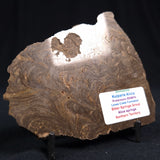 Kulparia Alicia Stromatolite Polished ZKA002