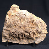 Kulparia Alicia Stromatolite Polished ZKA002