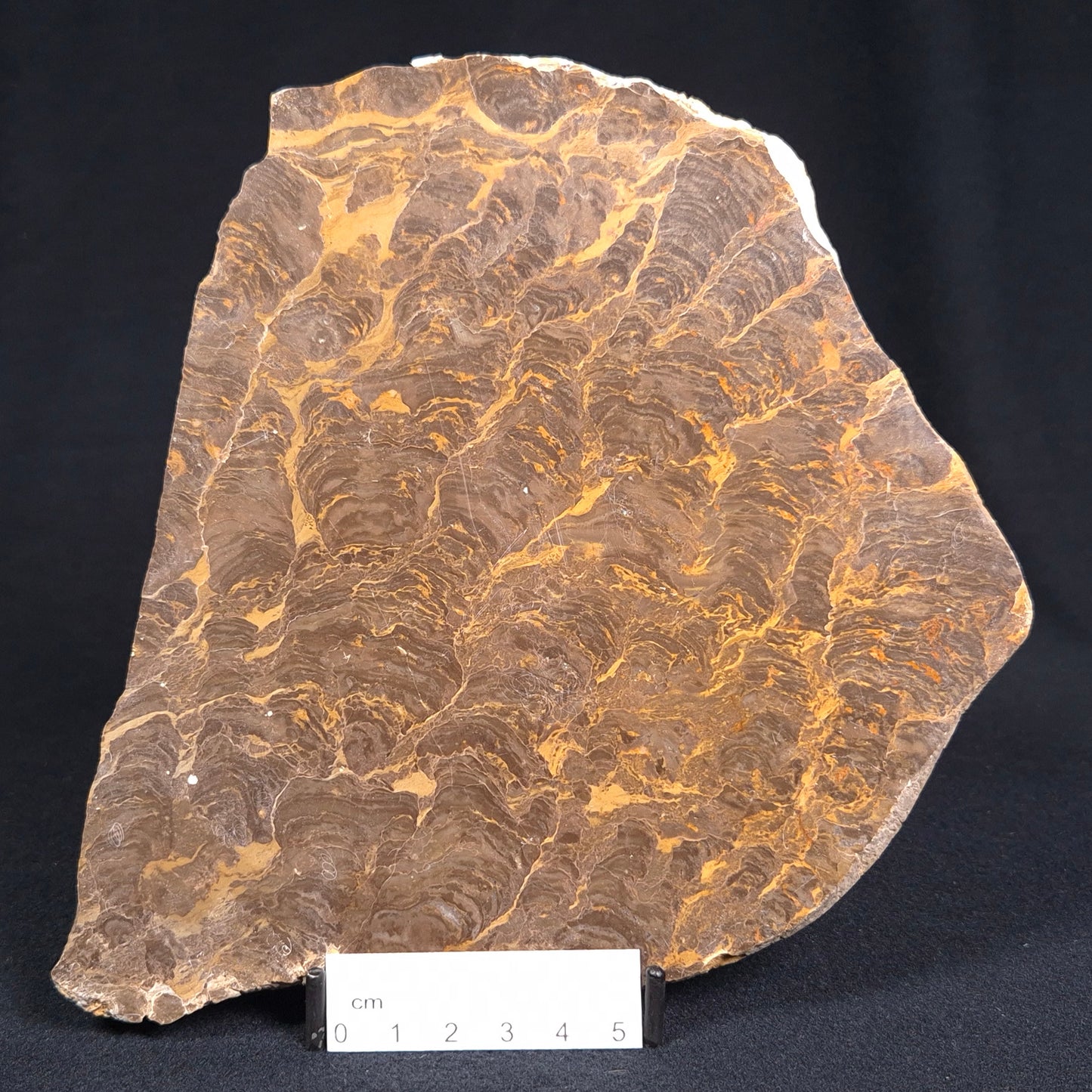 Kulparia Alicia Stromatolite Polished ZKA003