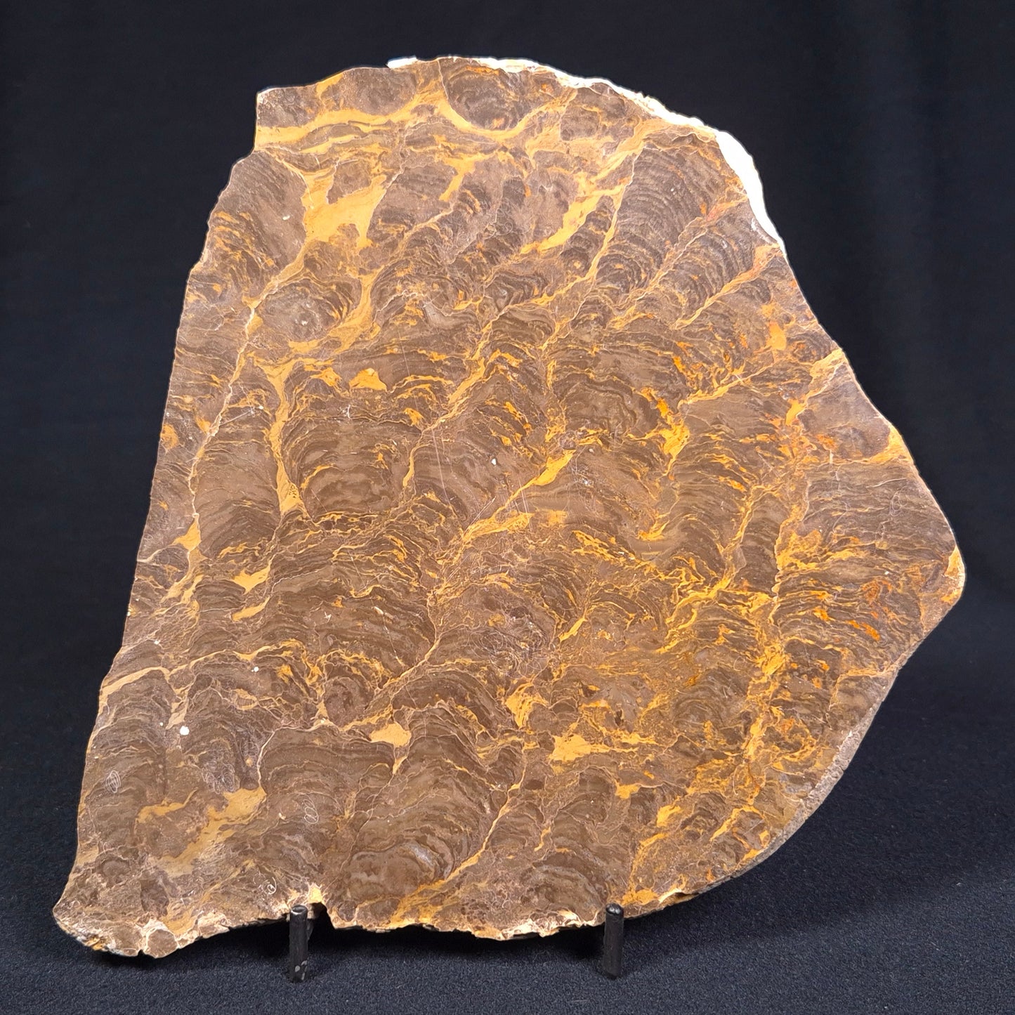 Kulparia Alicia Stromatolite Polished ZKA003