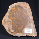 Kulparia Alicia Stromatolite Polished ZKA003