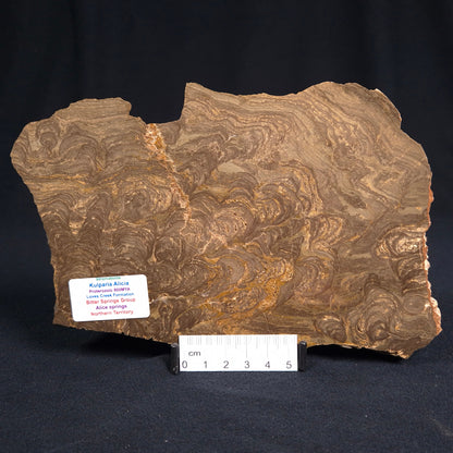 Kulparia Alicia Stromatolite Polished ZKA005