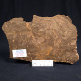 Kulparia Alicia Stromatolite Polished ZKA005