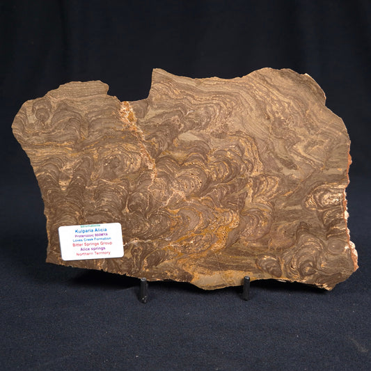 Kulparia Alicia Stromatolite Polished ZKA005