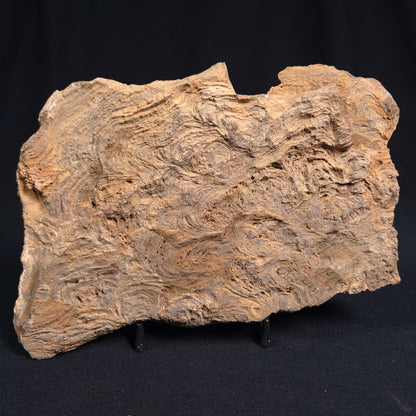 Kulparia Alicia Stromatolite Polished ZKA005