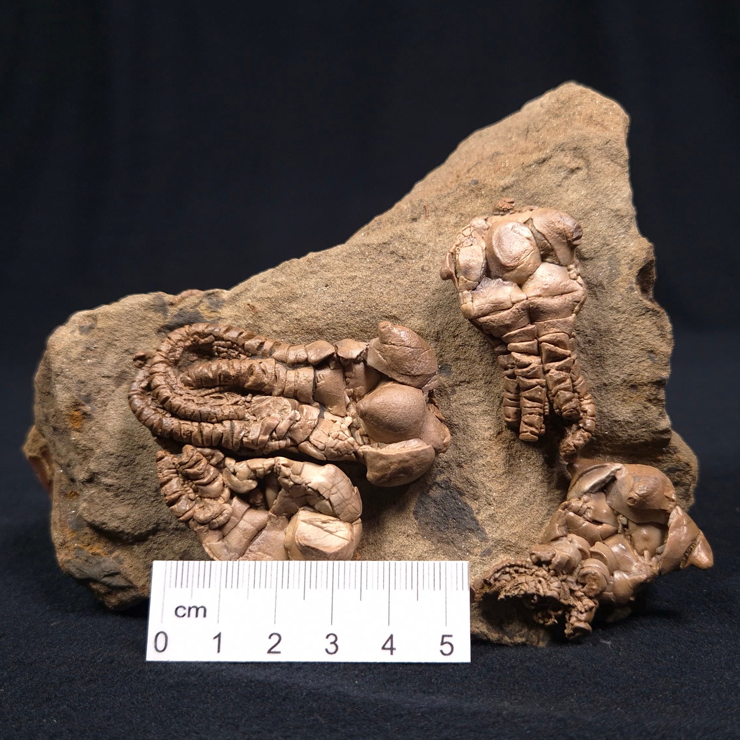 Jimbacrinus Bostocki Crinoid Fossil XJB001