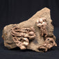 Jimbacrinus Bostocki Crinoid Fossil XJB001