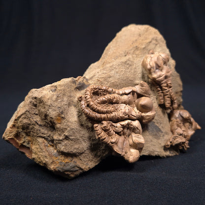 Jimbacrinus Bostocki Crinoid Fossil XJB001