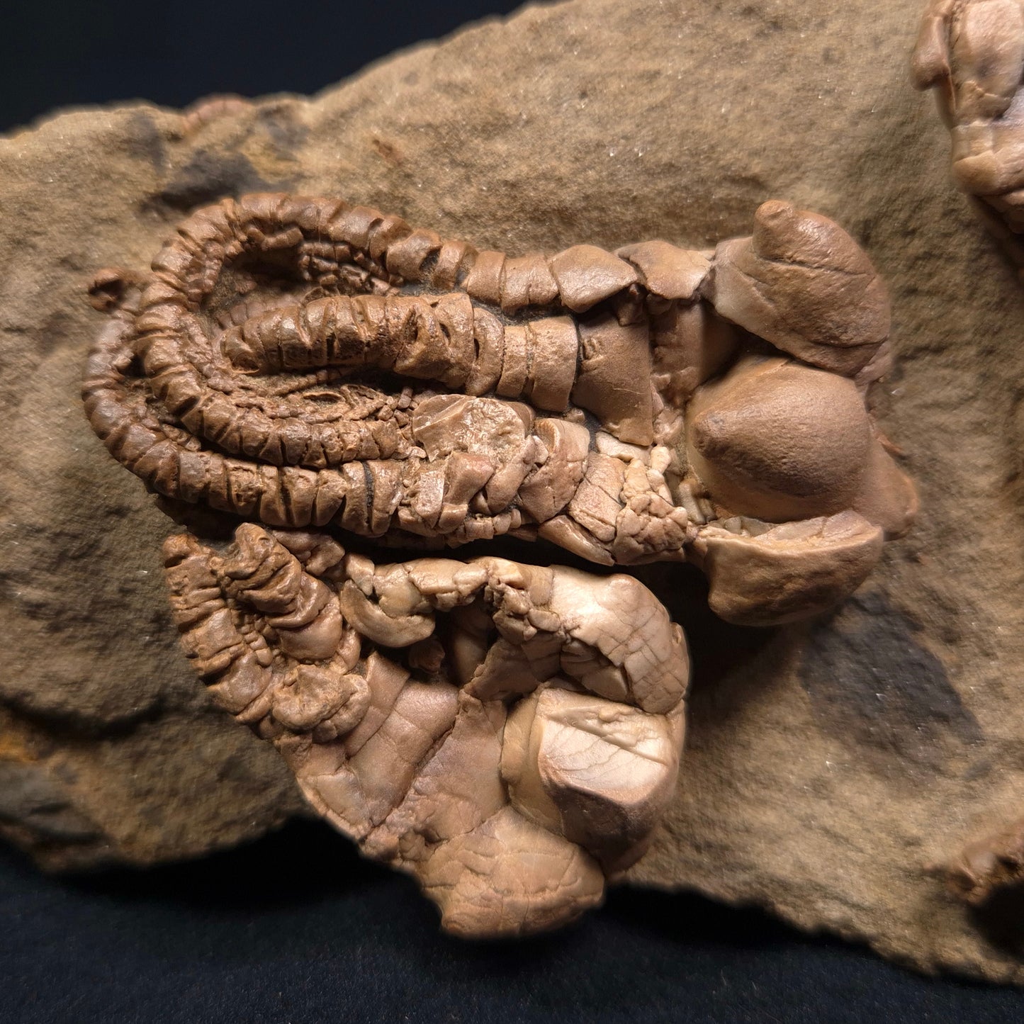 Jimbacrinus Bostocki Crinoid Fossil XJB001