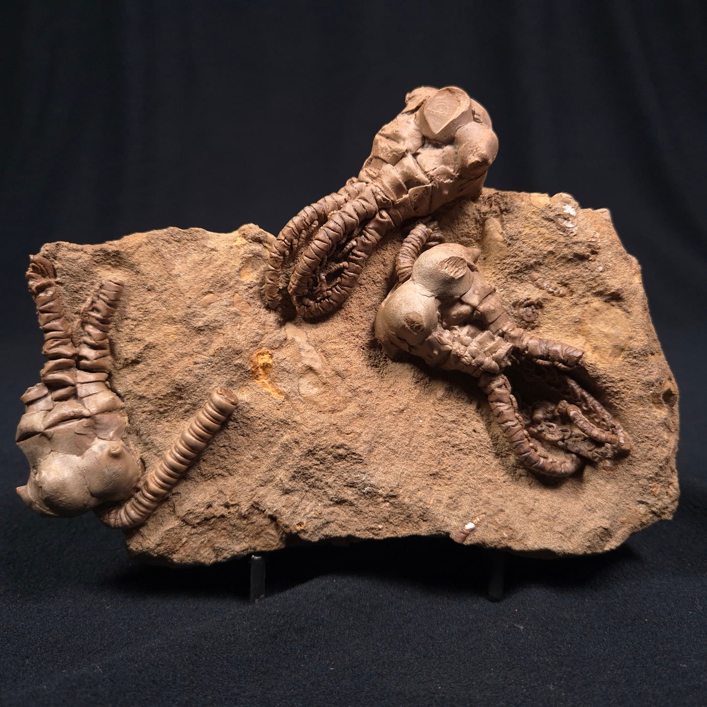 Jimbacrinus Bostocki Crinoid Fossil XJB002