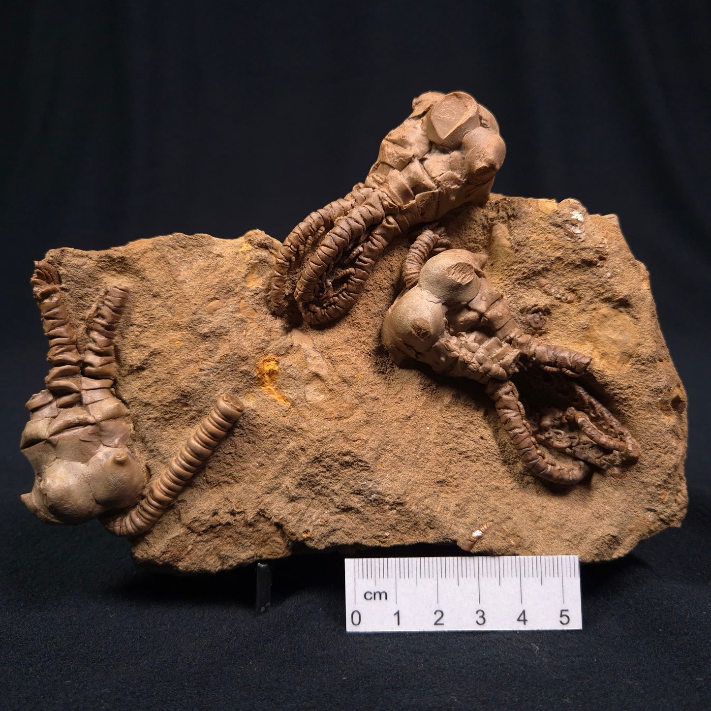 Jimbacrinus Bostocki Crinoid Fossil XJB002